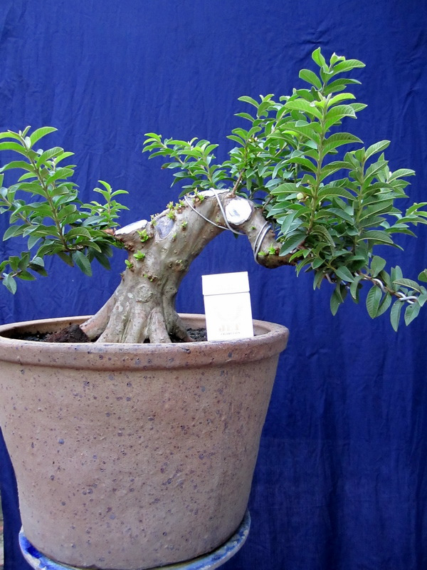 Káº¿t quáº£ hÃ¬nh áº£nh cho Ficus Pisocarpa bonsai