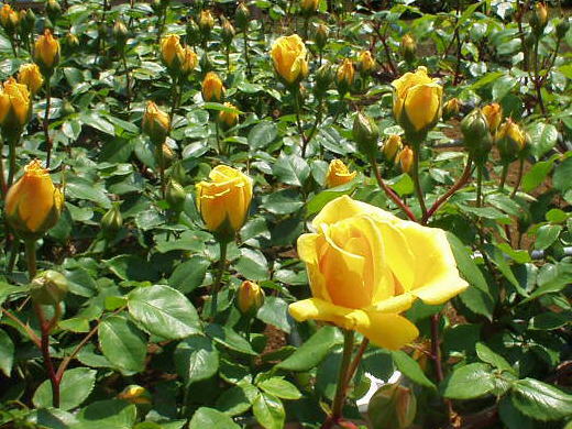 Vườn hoa hồng Đà Lạt