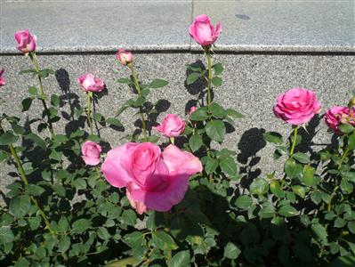 Hoa hồng Đà lạt
