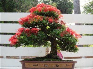 Bonsai trang lá nhuyễn với sắc hoa đỏ thắm