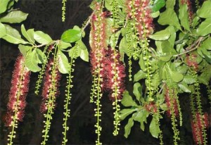 Barringtonia acutangula – Chiếc ,cây Lộc vừng – hoa đỏ