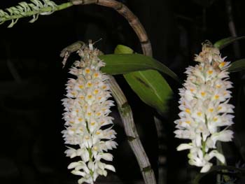Hoa lan Dendrobium secundum alba- loài lan rừng rât cần ẩm độ