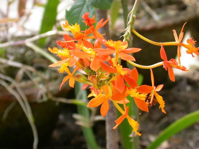 Epidendrum Radicans- hoa lan nở bất cứ vào thời điểm nào trong năm