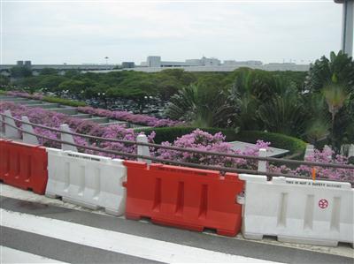 Hoa giấy trồng ở sân bay Changi- Singapore