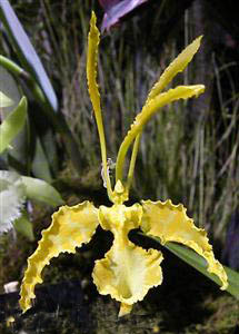 Psychopsis papilio-  nở hoa từ 3-4 tuần và nở liên tiếp trong mấy tháng liền