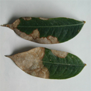 Lá sầu riêng bị thán thư (Collectotrichum zibethinum)