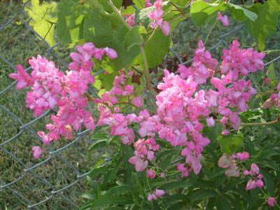 hoa cây Ti gôn bám vào hàng rào, che đi những ô "mắt cáo" trống rỗng của lớp lưới B40.