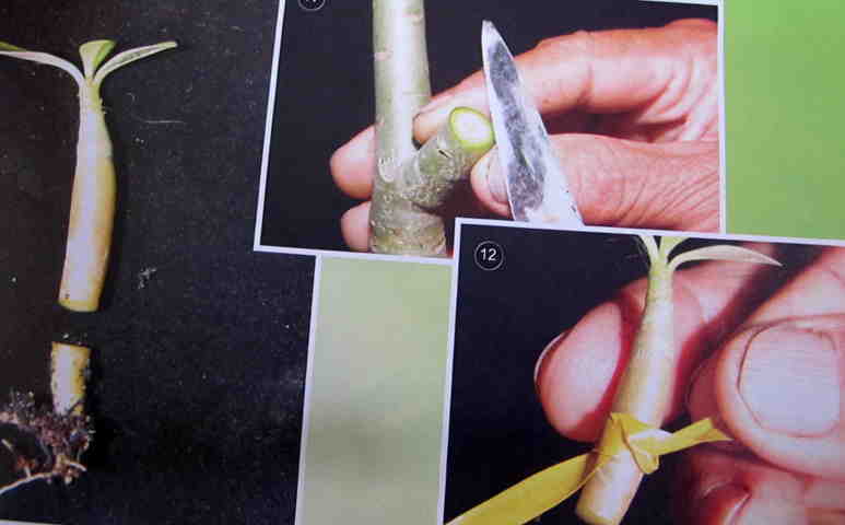 Cách gieo hạt và ghép cây - Hình 10-11-12