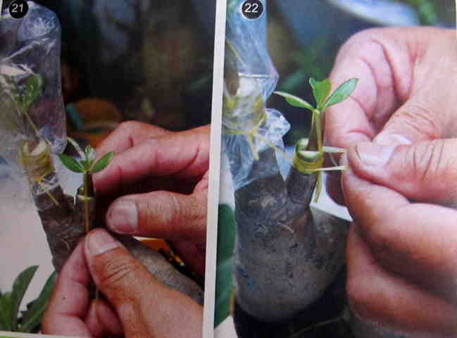 Cách gieo hạt và ghép cây  - Hình 21-22