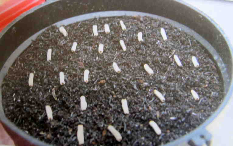 Cách gieo hạt và ghép cây - Hình 4