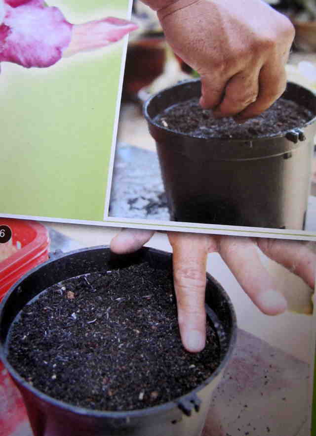 Cách gieo hạt và ghép cây - Hình 5-6