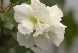 Lúc mới nở hoa phù dung có màu trắng