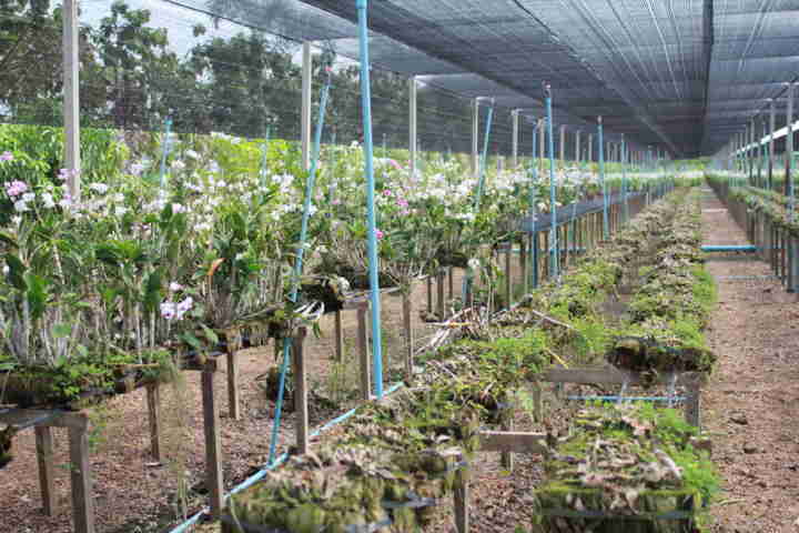 trồng lan kiểu Thái