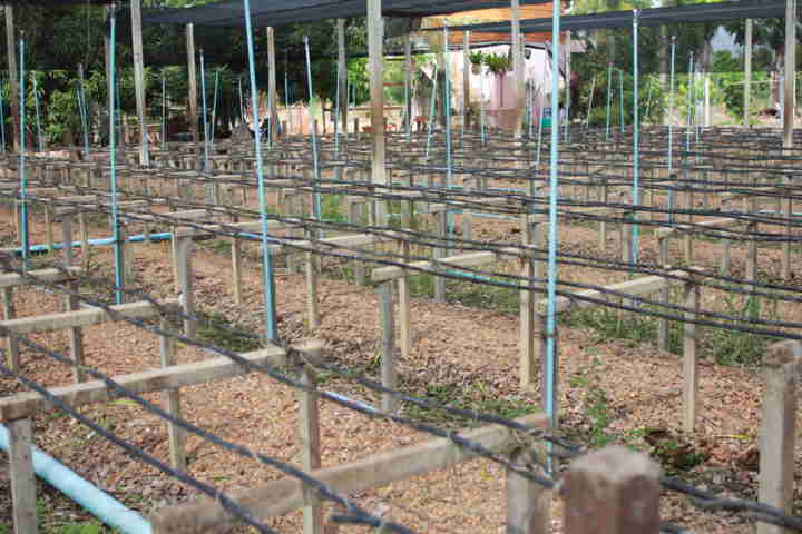 trồng lan kiểu Thái