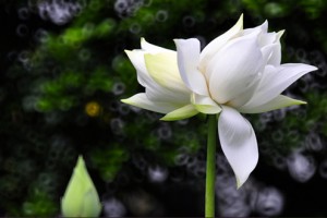 Cây sen có hoa trắng