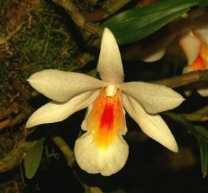 Dendrobium-fuerstenbergianum-Schltr