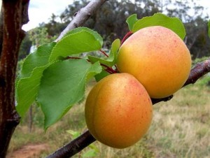 Quả của Bạch mai ( quả mơ) lúc chín -Apricots fruit