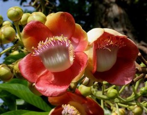 Hoa cây Sa la - Couroupita guianensis