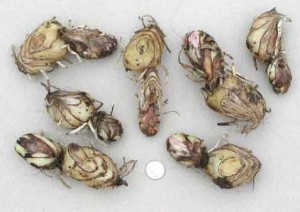 Giả hành dạng củ - mầm sống của luân lan khi cơn mưa đầu mùa rớt hạt