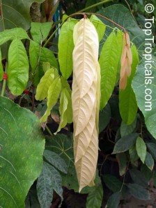 saraca indica - Lá khi non màu đỏ tía, mọc rũ